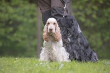 Hundepräsentation 2019